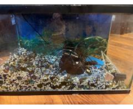 10 Gallon Aquarium