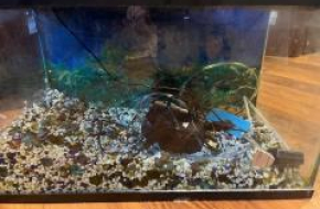 10 Gallon Aquarium